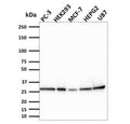 Western blot testing of human samples with Bcl2L2 antibody. Expected molecular weight ~26 kDa.