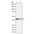 Western blot testing of 1) human Jurkat and 2) mouse RAW264.7 cell lysate with STOML2 antibody. Predicted molecular weight ~38 kDa.