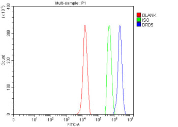 Flow Cytometry analysis of U937 cells using anti-DRD5 antibody. Overlay histogram showing U937 cells stained with (Blue line). The cells were fixed with 4% paraformaldehyde and blocked with 10% normal goat serum. And then incubated with rabbit anti-DRD5 antibody (1 ug/million cells) for 30 min at 20oC. DyLight 488 conjugated goat anti-rabbit IgG (5-10 ug/million cells) was used as secondary antibody for 30 min at 20oC.
