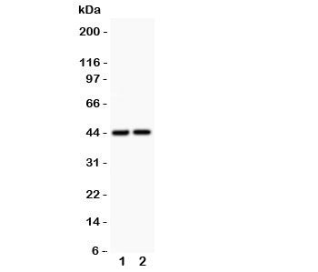 Western blot testing of RUNX3 antibody and 1. rat liver and 2. mouse liver. Predicted molecular weight: ~44 kDa, isoforms can be observed at 42-48 kDa.