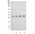 Western blot testing of human 1) HeLa, 2) Raji, 3) PC-3 and 4) Jurkat cell lysate with IkBa antibody.  Expected molecular weight: ~36 kDa.