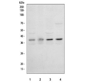 Western blot testing of human 1) HeLa, 2) Raji, 3) PC-3 and 4) Jurkat cell lysate with IkBa antibody.  Expected molecular weight: ~36 kDa.