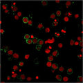 Immunofluorescent staining of PFA-fixed human Jurkat cells with PECAM-1 antibody (green, clone 158-2B3) and Reddot nuclear counterstain (red).