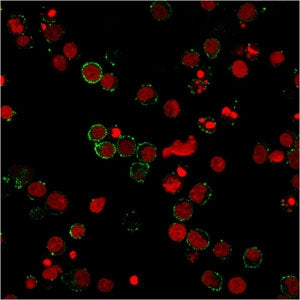 Immunofluorescent staining of PFA-fixed human Jurkat cells with PECAM-1 antibody (green, clone 158-2B3) and Reddot nuclear counterstain (red).