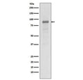 Western blot testing of human Jurkat cell lysate with HSP90AA1 antibody. Predicted molecular weight: 86-90 kDa.