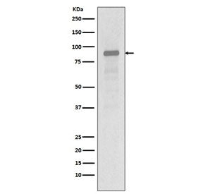 Western blot testing of human Jurkat cell lysate with HSP90AA1 antibody. Predicted molecular weight: 86-90 kDa.