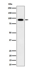 Western blot analysis of IFT88 expression in human HepG2 cell lysate using IFT88 antibody. Predicted molecular weight ~94 kDa.
