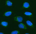 Immunofluorescent staining of PTPRE using anti-PTPRE antibody (green). PTPRE was detected in an immunocytochemical section of U2OS cells. Enzyme antigen retrieval was performed using IHC enzyme antigen retrieval reagent for 15 mins. The cells were blocked with 10% goat serum. And then incubated with 5 ug/ml rabbit anti-PTPRE antibody overnight at 4oC. DyLight 488 Conjugated Goat Anti-Rabbit IgG was used as secondary antibody at 1:500 dilution and incubated for 30 min at 37oC.