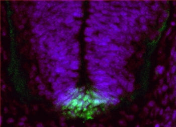 IHC testing of a PFA-perfused cryosection of mouse embryo E13.5 with Ferd3l antibody at 1ug/ml (Alexa Fluor 488 detection, green). Nuclear counterstain with DAPI (blue).