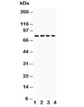 Western blot testing of Tau antibody and 1. rat brain, 2. mouse brain, 3. HT1080, 4. MCF-7 lysate. Expected molecular weight: 50-80 kDa.