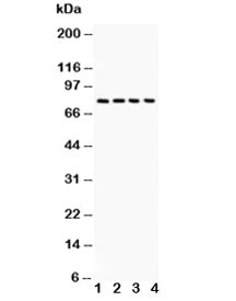 Western blot testing of Tau antibody and 1. rat brain, 2. mouse brain, 3. HT1080, 4. MCF-7 lysate. Expected molecular weight: 50-80 kDa.