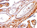 IHC: Formalin-fixed, paraffin-embedded human placenta stained with Moesin antibody (clone SPM562).
