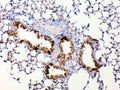 IHC testing of FFPE mouse lung tissue with Mmp13 antibody at 1ug/ml. Required HIER: steam section in pH6 citrate buffer for 20 min and allow to cool prior to testing.
