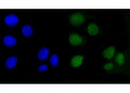 Immunofluorescent staining of FFPE human Caco-2 cells with Angiomotin antibody (green) and DAPI nuclear stain (blue). HIER: steam section in pH6 citrate buffer for 20 min.