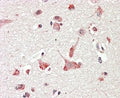 IHC testing of FFPE human cerebral cortex with GLP antibody at 4ug/ml. HIER: steamed with pH6 citrate buffer, AP-staining.