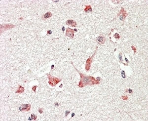 IHC testing of FFPE human cerebral cortex with GLP antibody at 4ug/ml. HIER: steamed with pH6 citrate buffer, AP-staining.