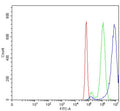 Flow cytometry testing of mouse Neuro-2a cells with ROR beta antibody at 1ug/million cells (blocked with goat sera); Red=cells alone, Green=isotype control, Blue= ROR beta antibody.