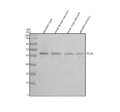 Western blot analysis of Pccb protein using Zebrafish Pccb antibody and 1) zebrafish head, 2) whole female zebrafish, 3) whole male zebrafish and 4) zebrafish embryo tissue lysate. Predicted molecular weight ~61 kDa.