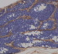 Immunohistochemical analysis of Ift172 protein using Zebrafish Ift172 antibody and paraffin-embedded zebrafish testis tissue. HIER: boil tissue sections in pH8 EDTA for 20 min and allow to cool before testing.