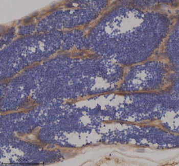 Immunohistochemical analysis of Ift172 protein using Zebrafish Ift172 antibody and paraffin-embedded zebrafish testis tissue. HIER: boil tissue sections in pH8 EDTA for 20 min and allow to cool before testing.