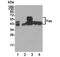 Western blot testing of 1) human K562, 2) human Jurkat, 3) rat brain and 4) human Ramos lysates using Fas antibody at 1:1000. Predicted molecular weight: ~38 kDa (unmodified), 40-55 kDa (glycosylated).