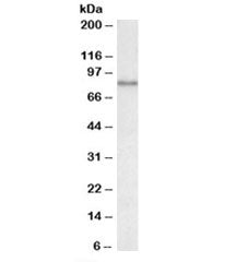 Western blot testing of HeLa lysate with Uromodulin antibody at 0.5ug/ml. Expected molecular weight: 70-105 kDa depending on level of glycosylation.