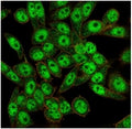 Immunofluorescent staining of PFA-fixed human HeLa cells using FOXL1 antibody (green, clone PCRP-FOXL1-1F8) and phalloidin (red).