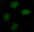 Immunofluorescent staining of FFPE human U-2 OS cells with FAM55C antibody (green). HIER: steam section in pH6 citrate buffer for 20 min.