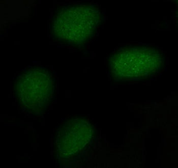 Immunofluorescent staining of FFPE human U-2 OS cells with FAM55C antibody (green). HIER: steam section in pH6 citrate buffer for 20 min.