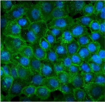 Immunofluorescent staining of FFPE human A431 cells with CDH3 antibody (green) and DAPI nuclear stain (blue). HIER: steam section in pH6 citrate buffer for 20 min.