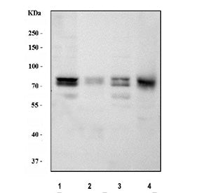 Western blot testing of PKC delta antibody and Lane 1: HeLa; 2: SMMC-7721; 3: U87; 4: Jurkat; 5: CEM; 6: A549; Predicted size: 77KD; Observed size: 77KD