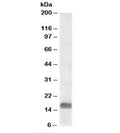 Western blot testing of A549 lysate with EDF1 antibody at 0.3ug/ml. Predicted molecular weight: ~16kDa.