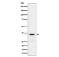 Western blot testing of human testis tissue lysate with LDHC antibody. Predicted molecular weight ~36 kDa.