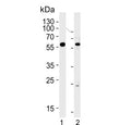 Western blot testing of human 1) HepG2 and 2) HL60 cell lysate with FANCC antibody. Predicted molecular weight ~63 kDa.