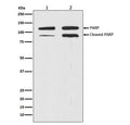 Western blot testing of 1) human HeLa cell lysate and 2) lysate from staurosporine-treated human HeLa cells with PARP1 antibody. Predicted molecular weight ~116 kDa (full length), ~89 kDa (auto-modification/catalytic domain).