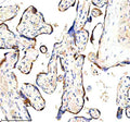 Immunohistochemical staining of HAPLN1 using anti-HAPLN1 antibody. HAPLN1 was detected in a paraffin-embedded section of human placenta tissue. Heat mediated antigen retrieval was performed in EDTA buffer (pH 8.0, epitope retrieval solution). The tissue section was blocked with 10% goat serum. The tissue section was then incubated with 2 ug/ml rabbit anti-HAPLN1 antibody overnight at 4oC. Peroxidase Conjugated Goat Anti-rabbit IgG was used as secondary antibody and incubated for 30 min at 37oC.
