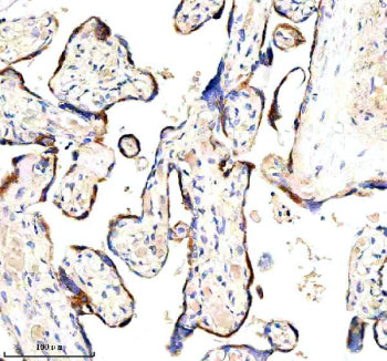 Immunohistochemical staining of HAPLN1 using anti-HAPLN1 antibody. HAPLN1 was detected in a paraffin-embedded section of human placenta tissue. Heat mediated antigen retrieval was performed in EDTA buffer (pH 8.0, epitope retrieval solution). The tissue section was blocked with 10% goat serum. The tissue section was then incubated with 2 ug/ml rabbit anti-HAPLN1 antibody overnight at 4oC. Peroxidase Conjugated Goat Anti-rabbit IgG was used as secondary antibody and incubated for 30 min at 37oC.