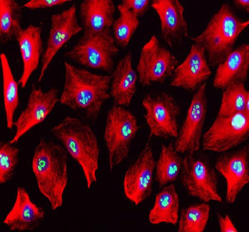 Immunofluorescent analysis of MYBBP1A using anti-MYBBP1A antibody (green) and anti-Beta Tubulin antibody (red). MYBBP1A was detected in an immunocytochemical section of cells. Enzyme antigen retrieval was performed using IHC enzyme antigen retrieval reagent for 15 mins. The cells were blocked with 10% goat serum. And then incubated with 5 ug/ml rabbit anti-MYBBP1A antibody and mouse anti-Beta Tubulin antibody overnight at 4oC.