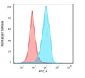 Flow cytometry testing of PFA-fixed human U-87 MG cells with CD63 antibody (clone CDLA63-1); Red=isotype control, Blue= CD63 antibody.