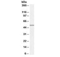 Western blot testing of U937 cell lysate with TRAF1 antibody at 0.5ug/ml. Predicted molecular weight: ~46 kDa, routinely observed at ~50 kDa.