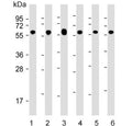Western blot testing of human 1) Jurkat, 2) HeLa, 3) HepG2, 4) MCF7, 5) mouse NIH 3T3 and 6) rat PC-12 cell lysate with 60 kDa Heat Shock Protein antibody. Predicted molecular weight ~60 kDa.