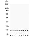 Western blot testing of Cytochrome C antibody and Lane 1: rat brain; 2: mouse brain; 3: (r) heart; 4: (m) heart; 5: human U87; 6: (m) Neuro-2a; 7: (h) HeLa; 8: (h) Jurkat; 9: (h) placenta lysate. Predicted molecular weight: 12~14 kDa.