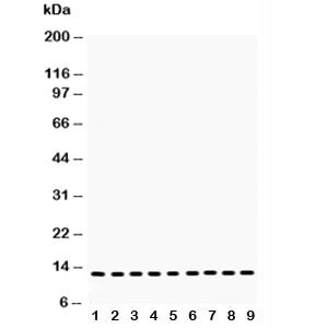 Western blot testing of Cytochrome C antibody and Lane 1: rat brain; 2: mouse brain; 3: (r) heart; 4: (m) heart; 5: human U87; 6: (m) Neuro-2a; 7: (h) HeLa; 8: (h) Jurkat; 9: (h) placenta lysate. Predicted molecular weight: 12~14 kDa.