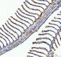 IHC staining of FFPE zebrafish fin tissue with Ostf1 antibody, HRP-labeled secondary and DAB substrate. HIER: boil tissue sections in pH8 EDTA for 20 min and allow to cool before testing.