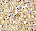 IHC testing of FFPE human liver tissue with Hemoglobin subunit gamma-2 antibody. HIER: steam section in pH6 citrate buffer for 20 min and allow to cool prior to staining.
