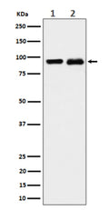 Western blot analysis of CSDE1 expression in (1) K562 cell lysate; (2) PC-12 cell lysate using CSDE1 antibody. Predicted molecular weight ~89 kDa.