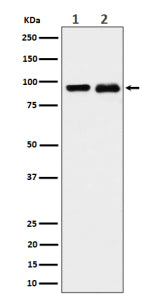 Western blot analysis of CSDE1 expression in (1) K562 cell lysate; (2) PC-12 cell lysate using CSDE1 antibody. Predicted molecular weight ~89 kDa.