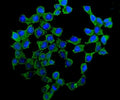 Immunofluorescent staining of FFPE human MCF7 cells with ATP5H antibody (green) and DAPI nuclear stain (blue). HIER: steam section in pH6 citrate buffer for 20 min.
