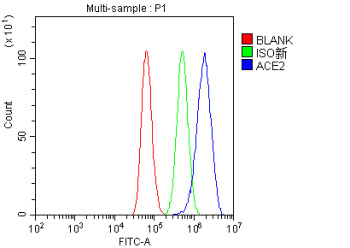 Flow Cytometry analysis of HepG2 cells using anti-ACE2 antibody. Overlay histogram showing HepG2 cells stained with (Blue line). To facilitate intracellular staining, cells were fixed with 4% paraformaldehyde and permeabilized with permeabilization buffer. The cells were blocked with 10% normal goat serum. And then incubated with rabbit anti-ACE2 antibody (1 ug/million cells) for 30 min at 20oC. DyLight 488 conjugated goat anti-rabbit IgG (5-10 ug/million cells) was used as secondary antibody for 30 minutes