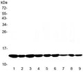 Western blot testing of 1) rat brain, 2) rat heart, 3) mouse brain, 4) mouse heart and human 5) HeLa, 6) MCF7, 7) 293T, 8) HepG2 and 9) Jurkat lysate with Cytochrome C antibody at 0.5ug/ml. Predicted molecular weight: 12~14 kDa.